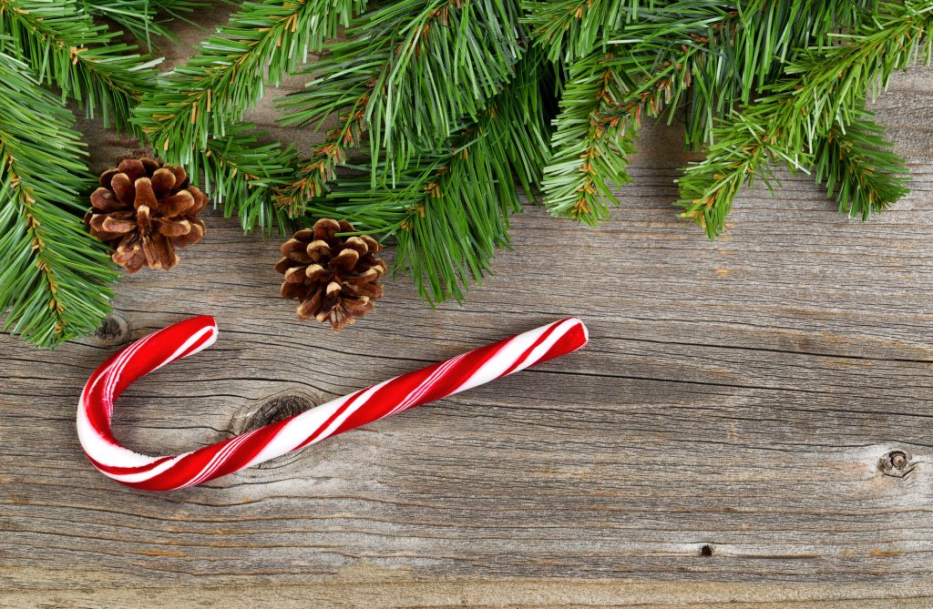 Canne de sucre d'orge rayée rouge et blanc posée sur du bois, avec branches de sapin et pommes de pin