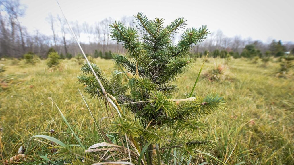 Jeune sapin qui pousse dans l'herbe d'une plantation d'arbres de Noël, plusieurs années avant sa coupe