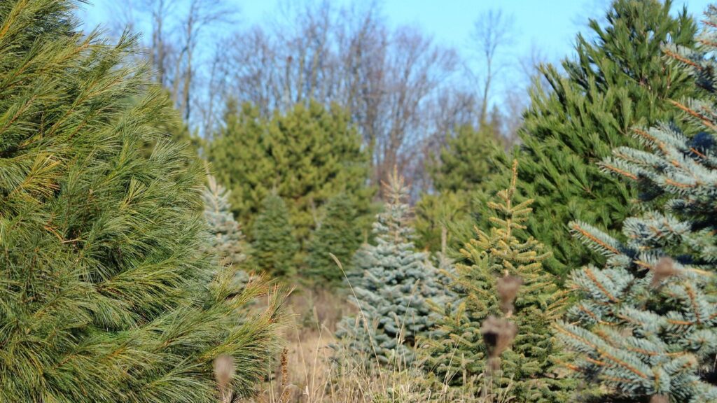 Pins blancs, épinettes bleues et sapins en rangées dans une plantation d'arbres de Noël sous un ciel d'automne