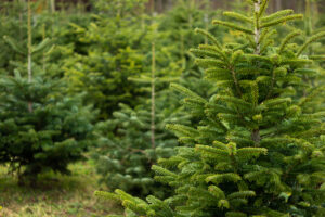 Sapin naturel au premier plan dans une plantation d'arbres de Noël, avant la récolte et la livraison au Québec